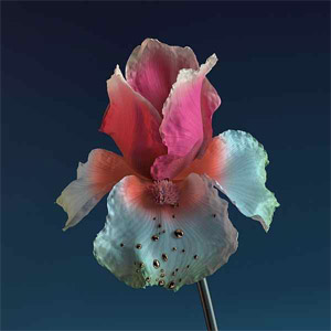 Disco Skin: The Remixes de Flume